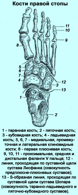 Структура кожи ноги человека thumbnail